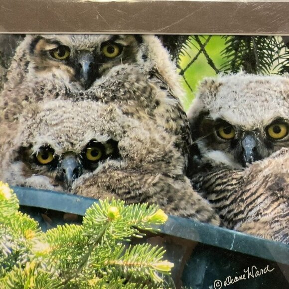 Diane Ward ‘Three Babies in a Bucket’ Photograph Matte Owl Nature Picture Art - Picture 2 of 3